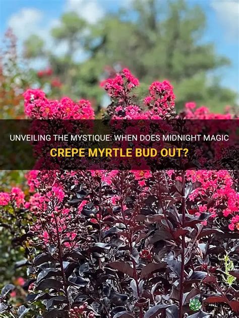 The Captivating Colors of Midnight Magic Crapemyrtle: A Visual Delight